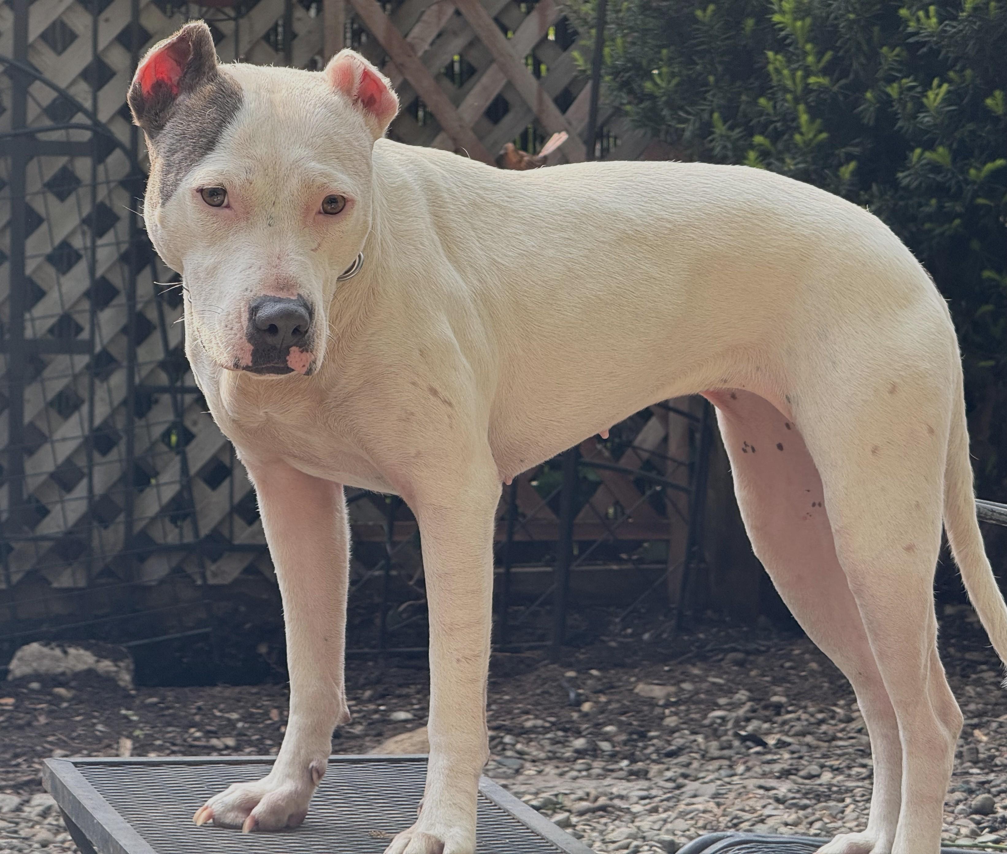 Freya is a beautiful girl and well behaved! Quiet and Sweet and Playful, a Adoptable mixed breed in Danbury, CT image 2/6