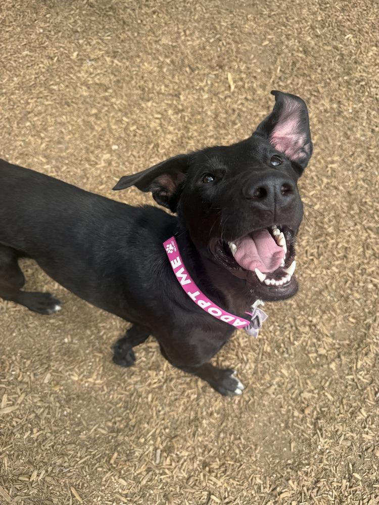 Cranston / Suki, Adoptable, Adult Female Labrador Retriever & Mixed Breed.