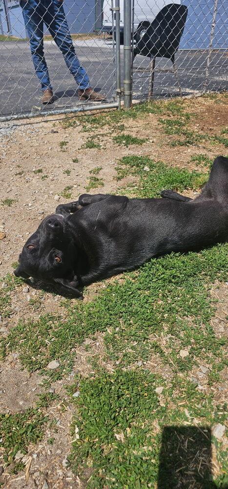 Cranston / Suki, a Adoptable mixed breed in Broomfield, CO image 2/4