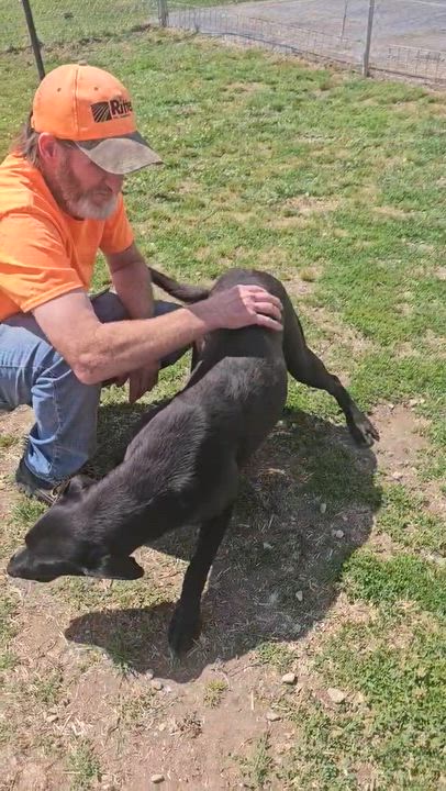 Enlarge Cranston / Suki, a Adoptable mixed breed in Broomfield, CO video 4/4