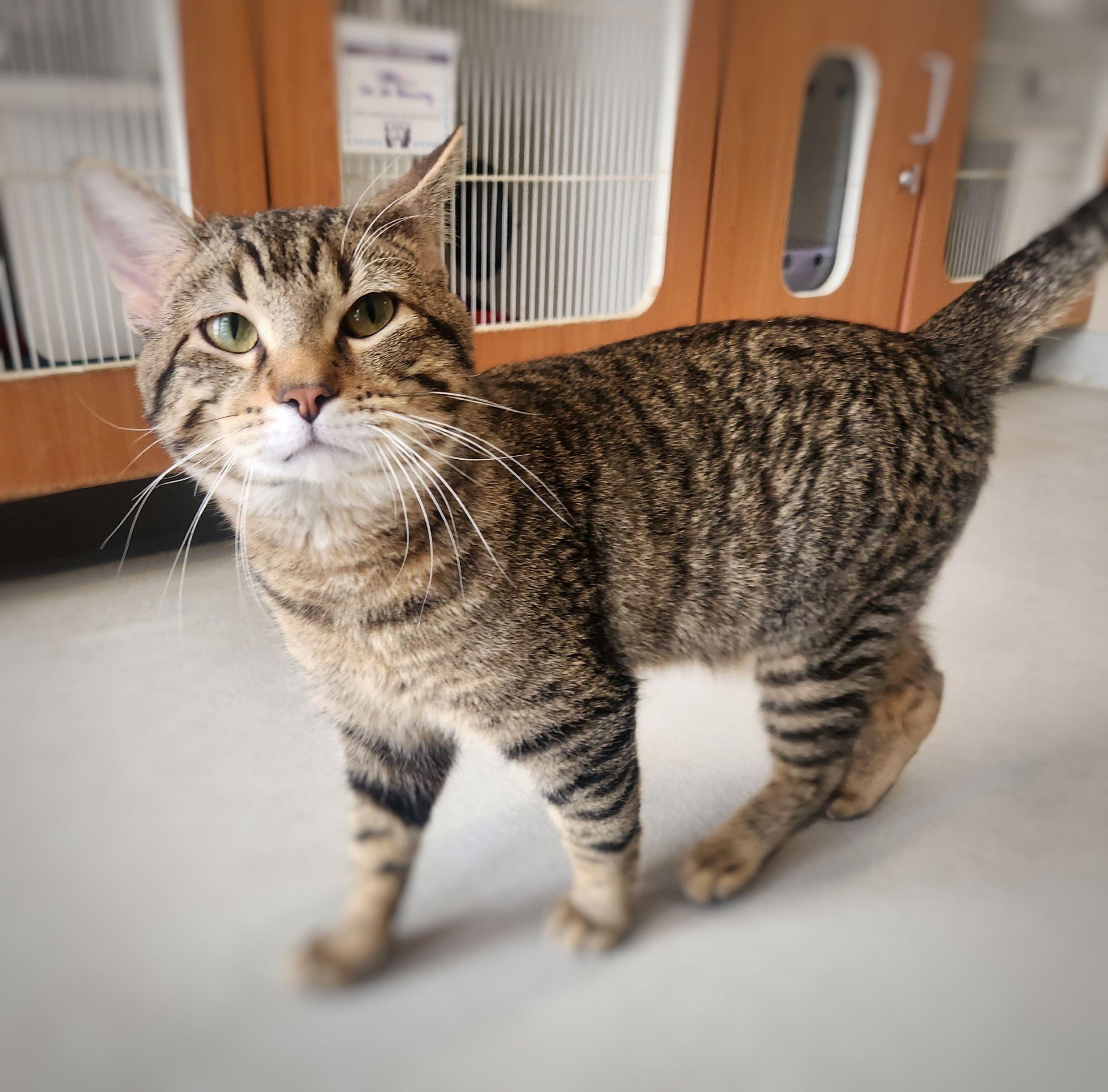 Enlarge Toblerone, a Adoptable Domestic Short Hair in Mason City, IA image 1/2