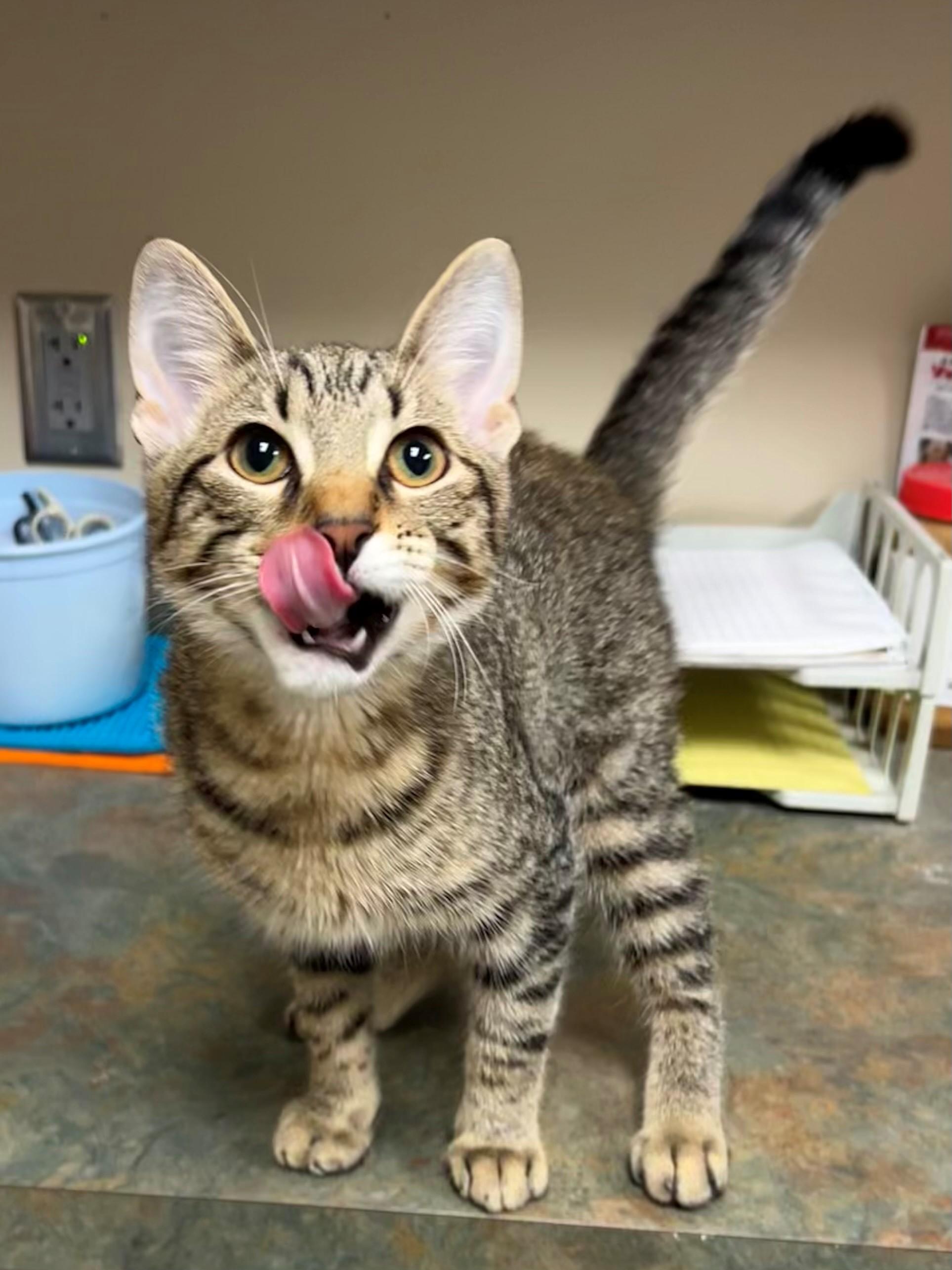 Enlarge Toblerone, a Adoptable Domestic Short Hair in Mason City, IA image 2/2
