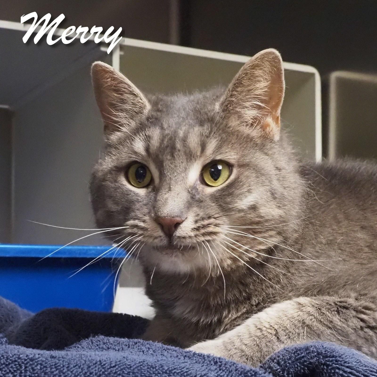 Enlarge Merry, a Adoptable Domestic Short Hair in Cape May Court House, NJ image 4/6