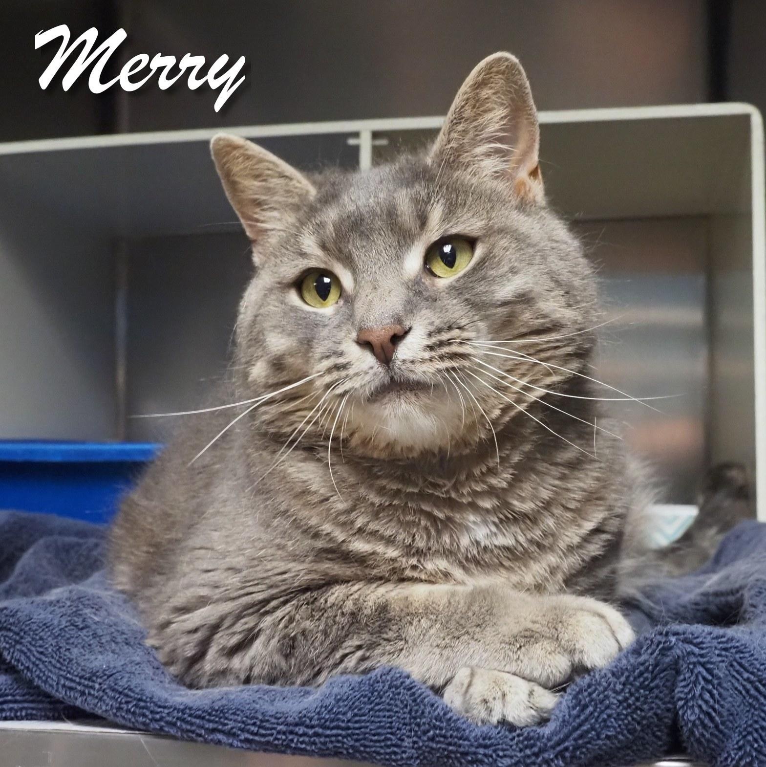 Enlarge Merry, a Adoptable Domestic Short Hair in Cape May Court House, NJ image 6/6