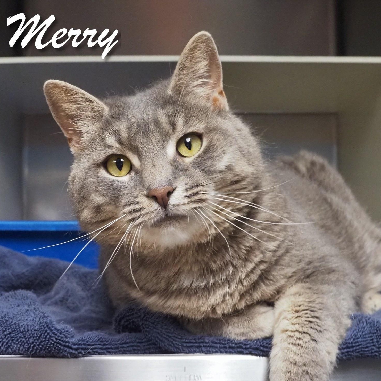 Enlarge Merry, a Adoptable Domestic Short Hair in Cape May Court House, NJ image 5/6