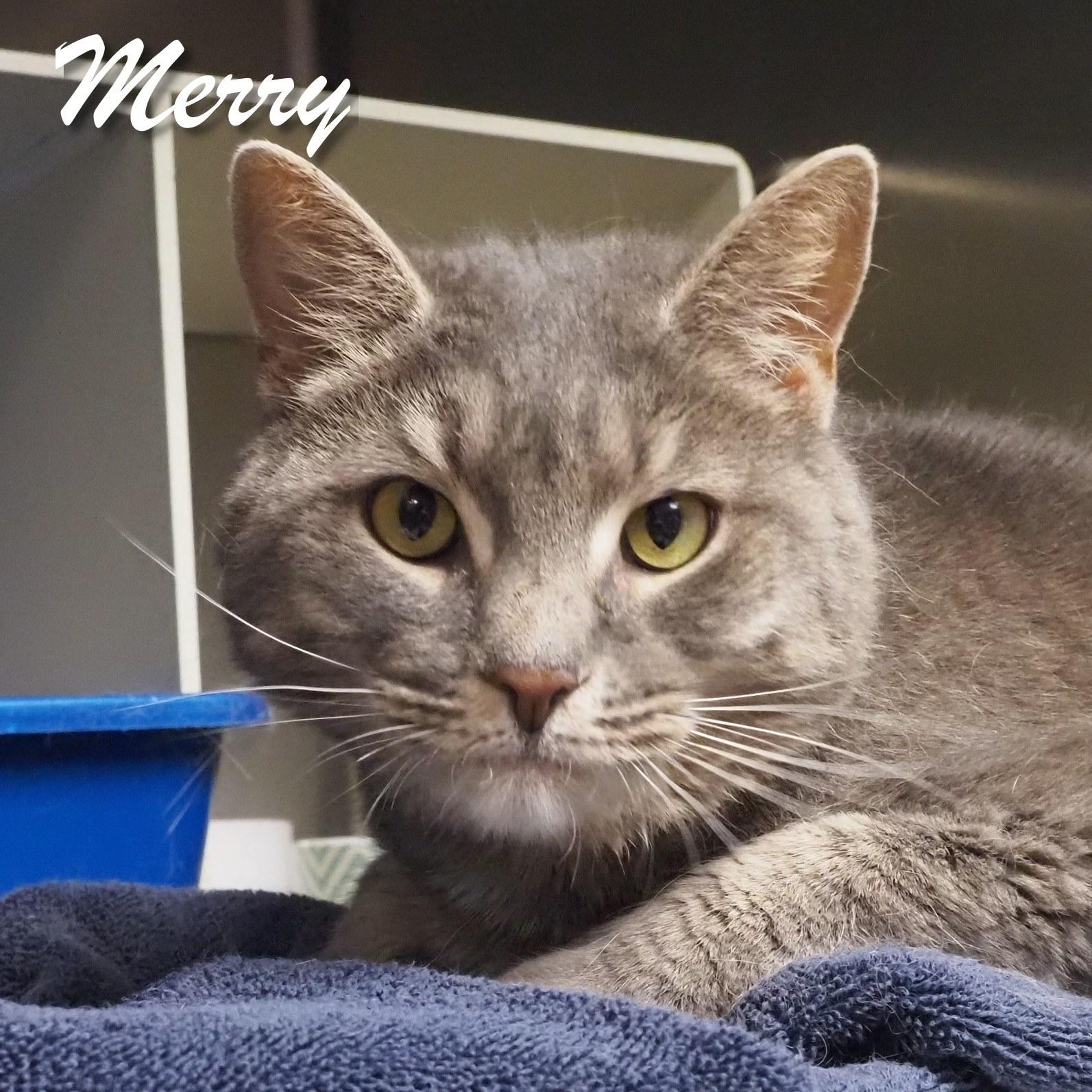 Enlarge Merry, a Adoptable Domestic Short Hair in Cape May Court House, NJ image 2/6