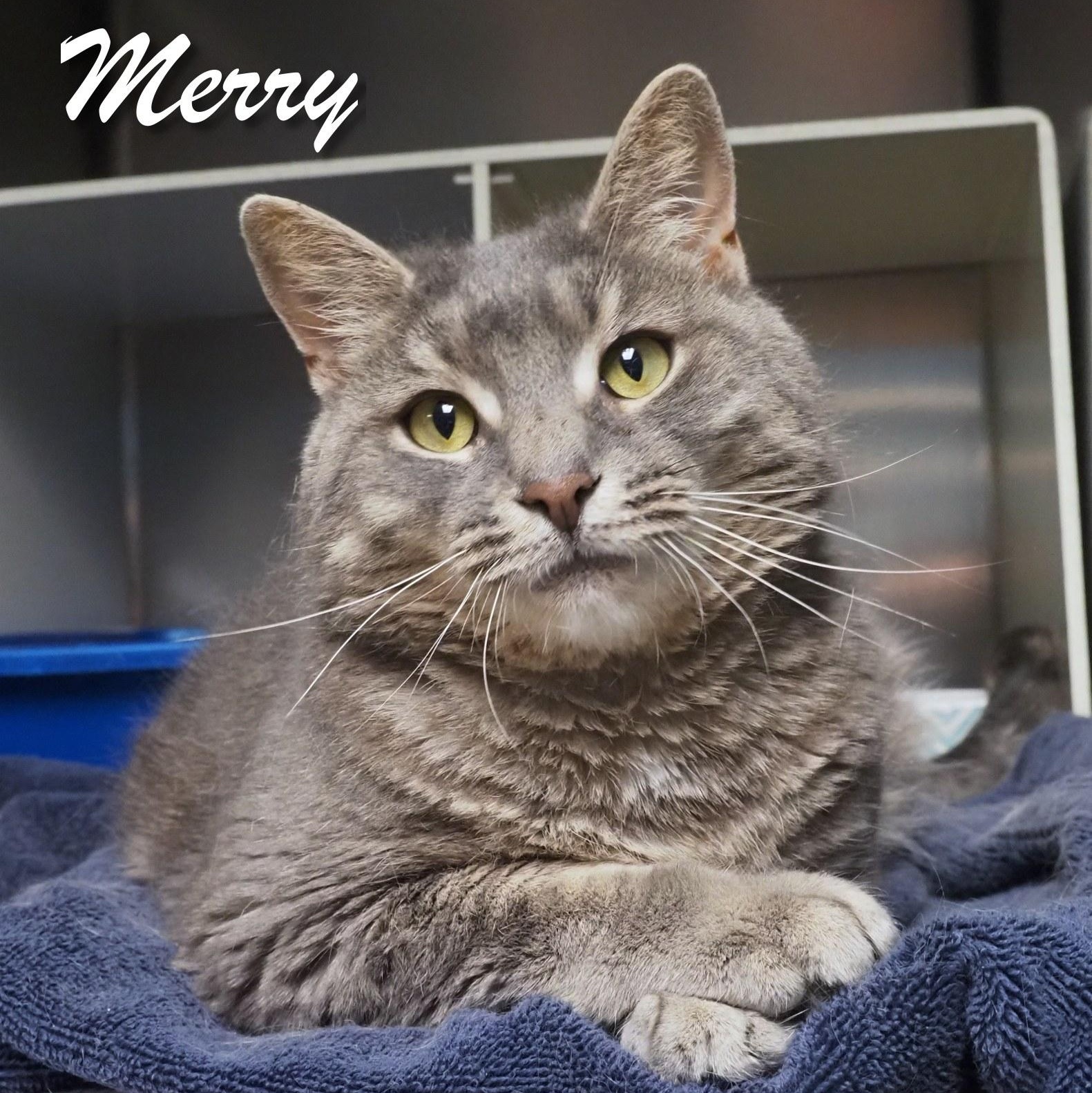 Merry, Adoptable, Senior Female Domestic Short Hair.