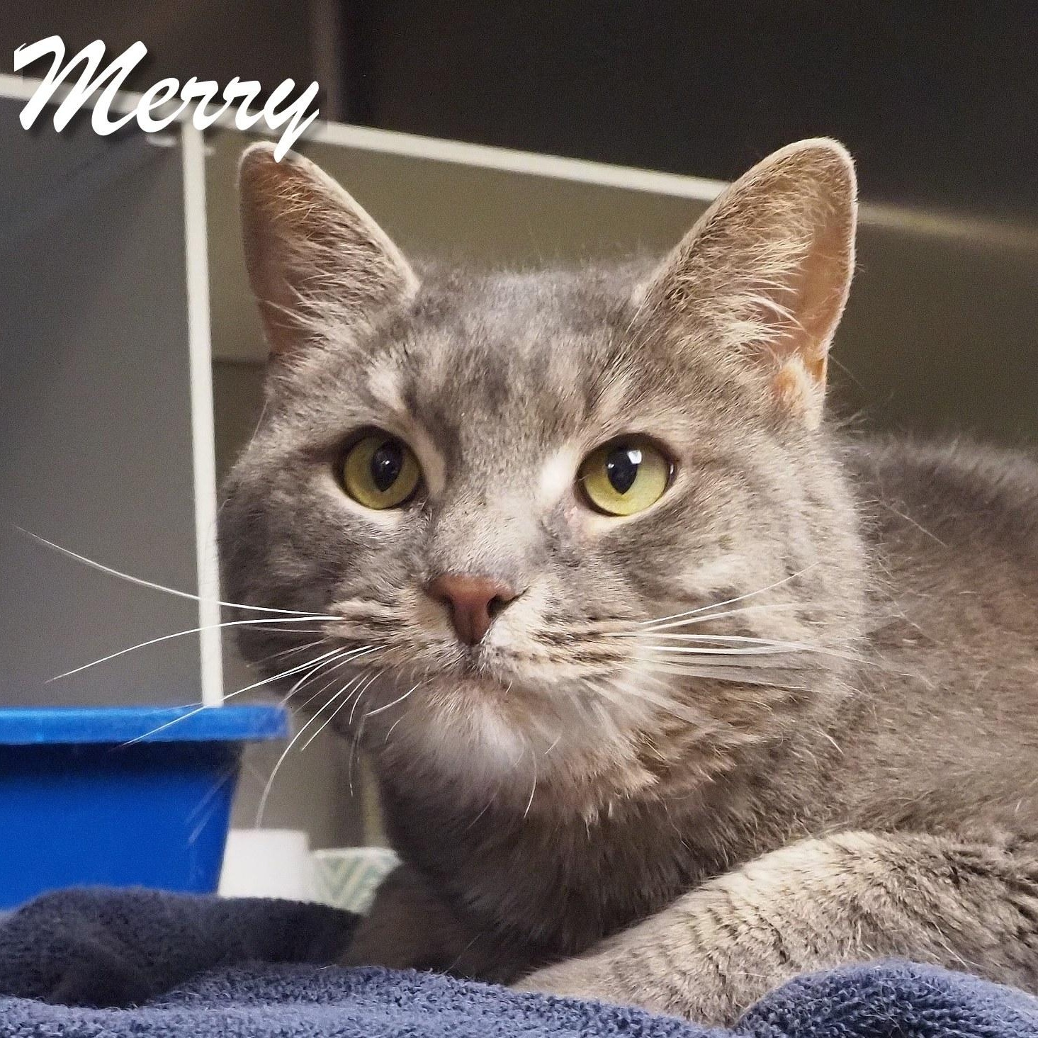 Enlarge Merry, a Adoptable Domestic Short Hair in Cape May Court House, NJ image 3/6
