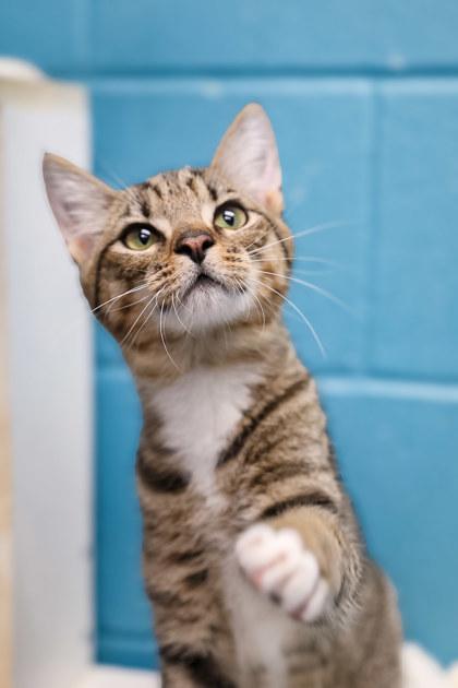 Bandit, Adoptable, Kitten Male Domestic Short Hair & Domestic Short Hair.