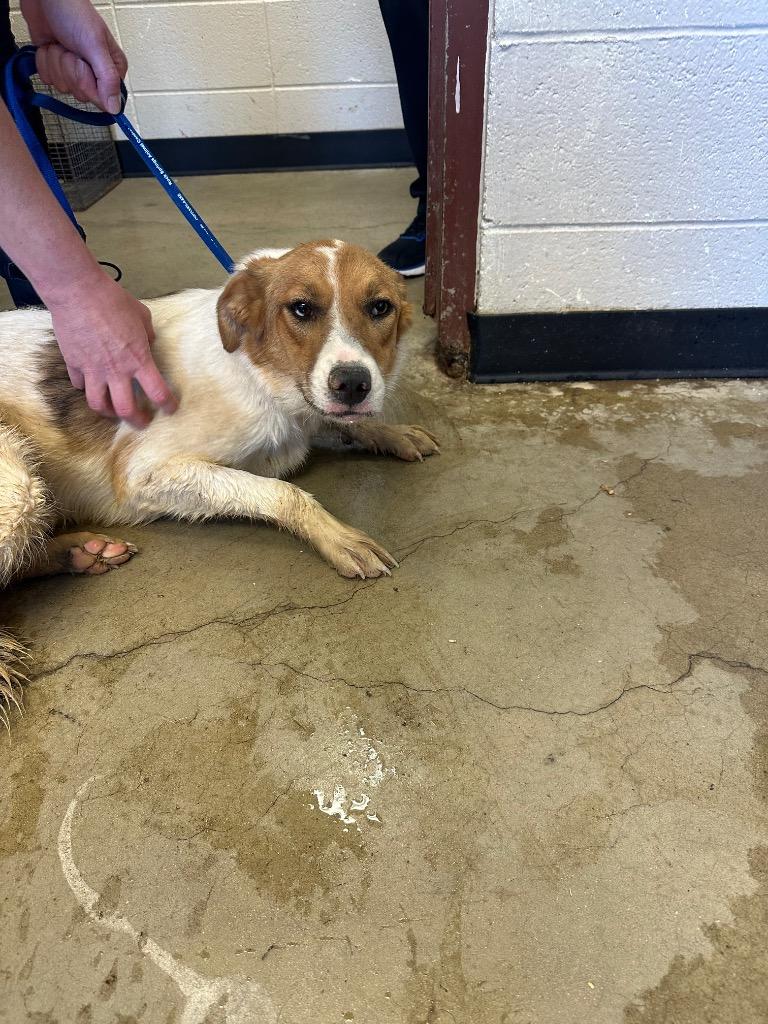 Firefly, Adoptable, Young Female Border Collie & Mixed Breed.