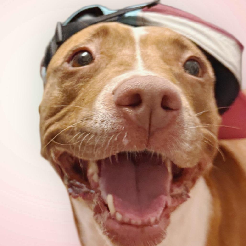 Nova, Adoptable, Adult Female Terrier & Mixed Breed.