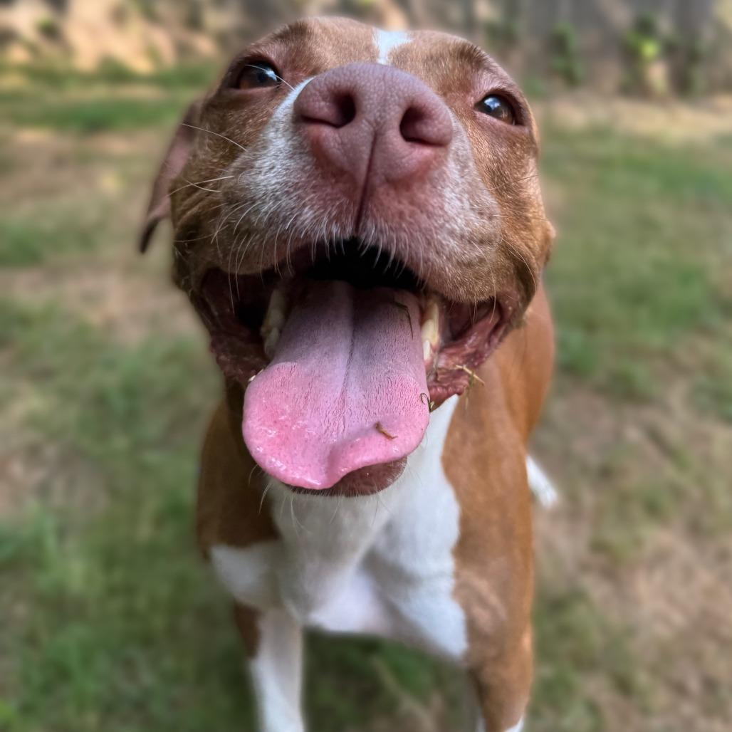 Nova, Adoptable, Adult Female Terrier & Mixed Breed.