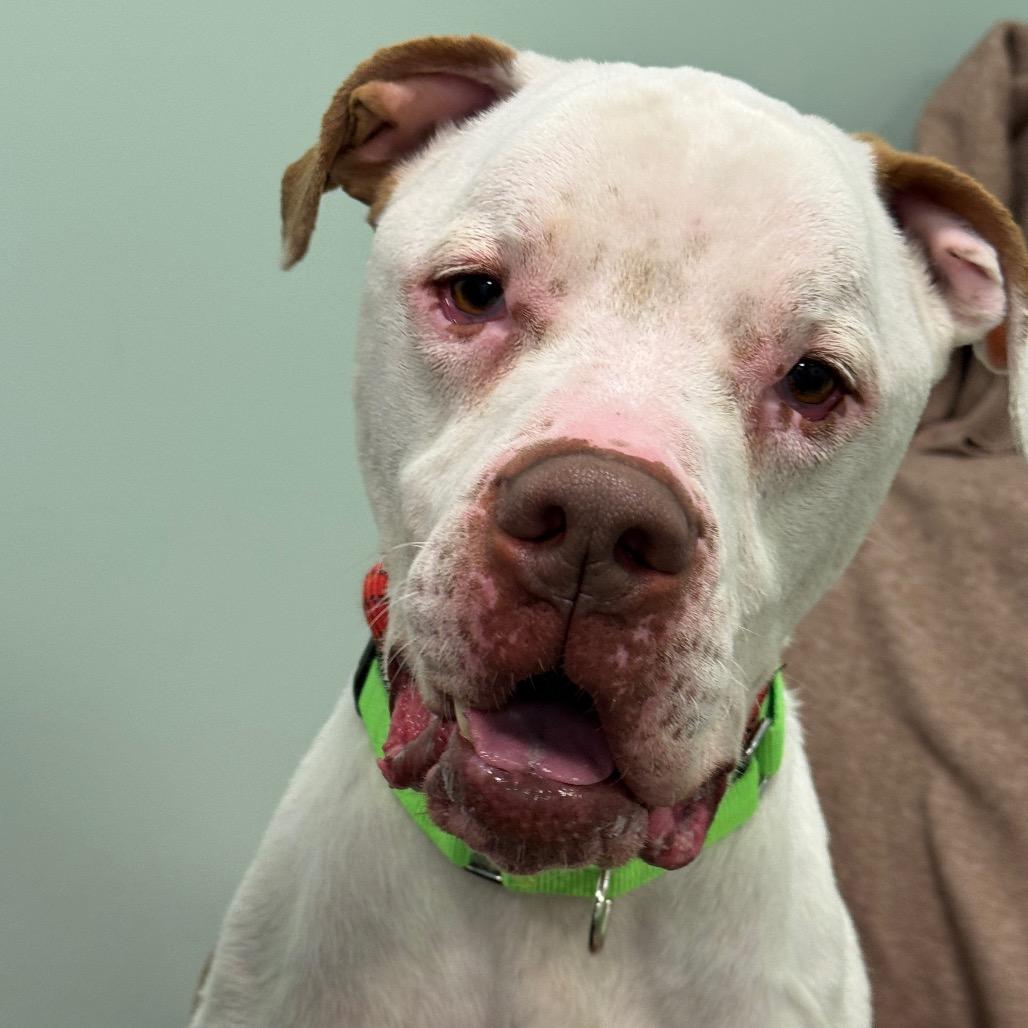 Enlarge Zeus, a Adoptable Mixed Breed in Washington Township, OH image 1/5