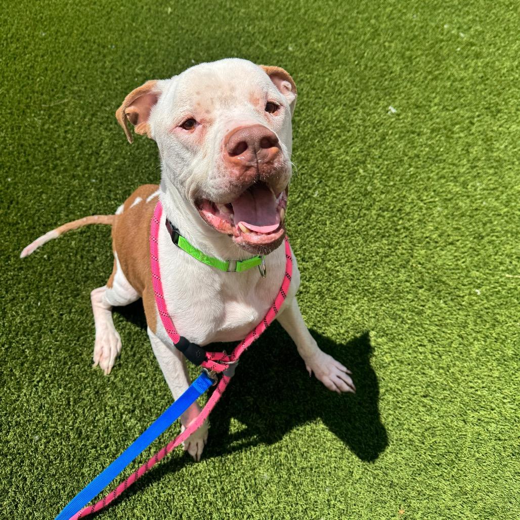 Enlarge Zeus, a Adoptable Mixed Breed in Washington Township, OH image 3/5
