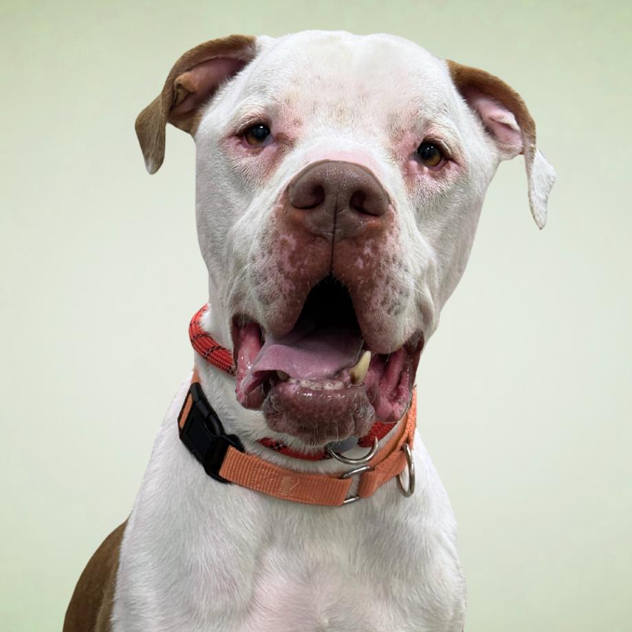 Enlarge Zeus, a Adoptable Mixed Breed in Washington Township, OH image 4/5