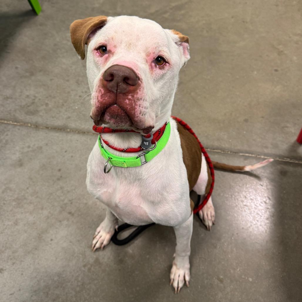Enlarge Zeus, a Adoptable Mixed Breed in Washington Township, OH image 5/5