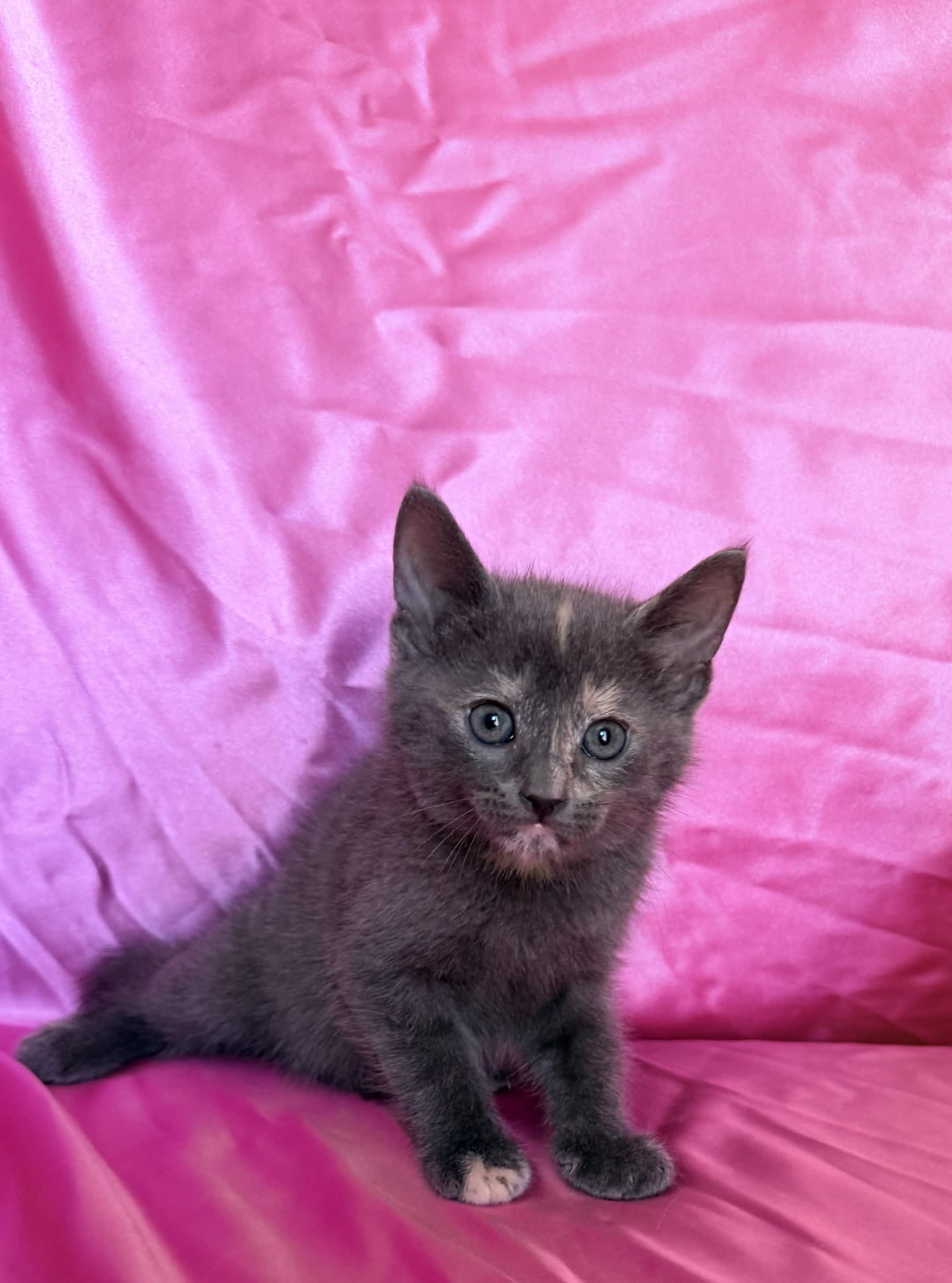 Enlarge MIRA, a ADOPTABLE Domestic Short Hair in Rowland Heights, CA image 1/2