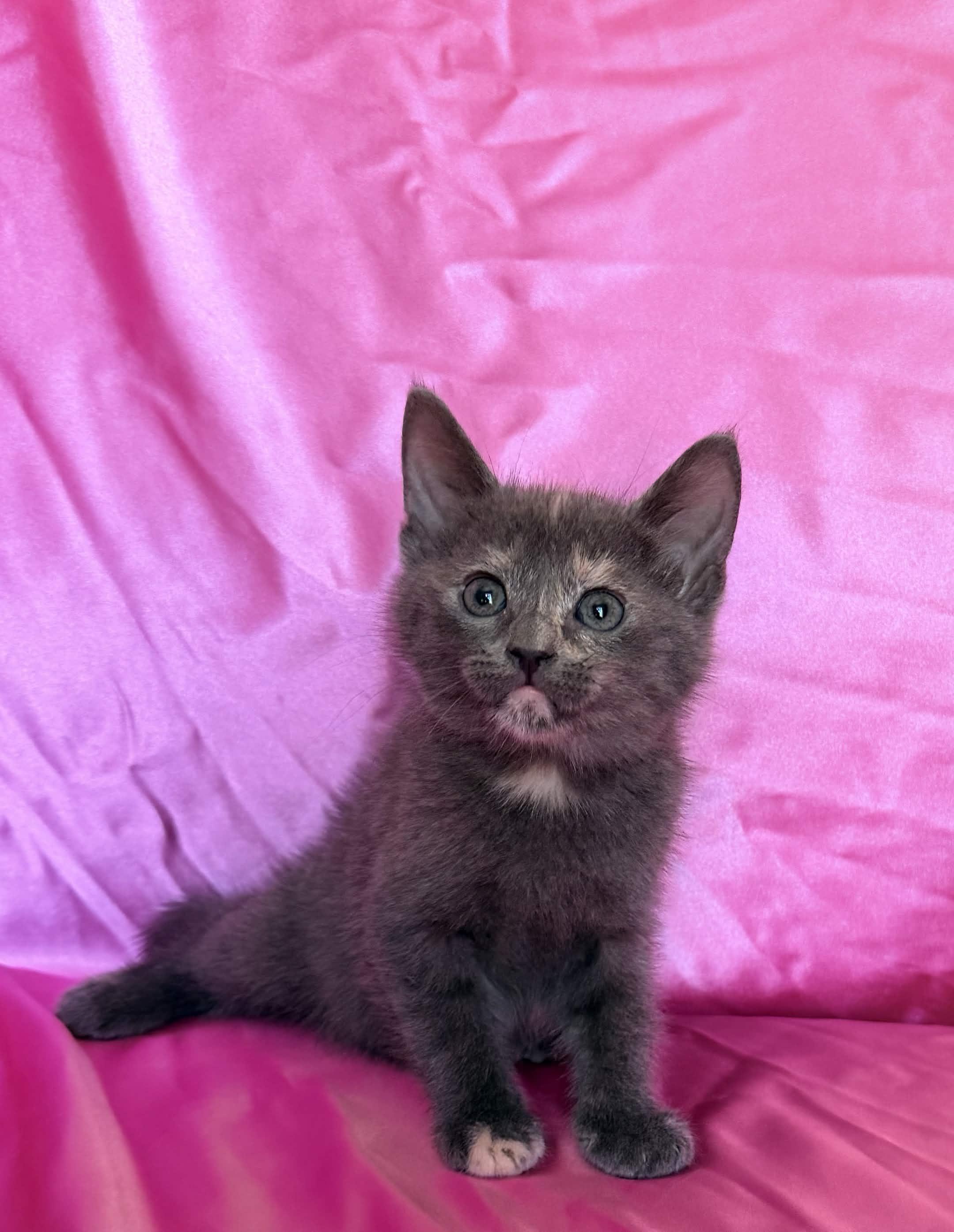 Enlarge MIRA, a ADOPTABLE Domestic Short Hair in Rowland Heights, CA image 2/2