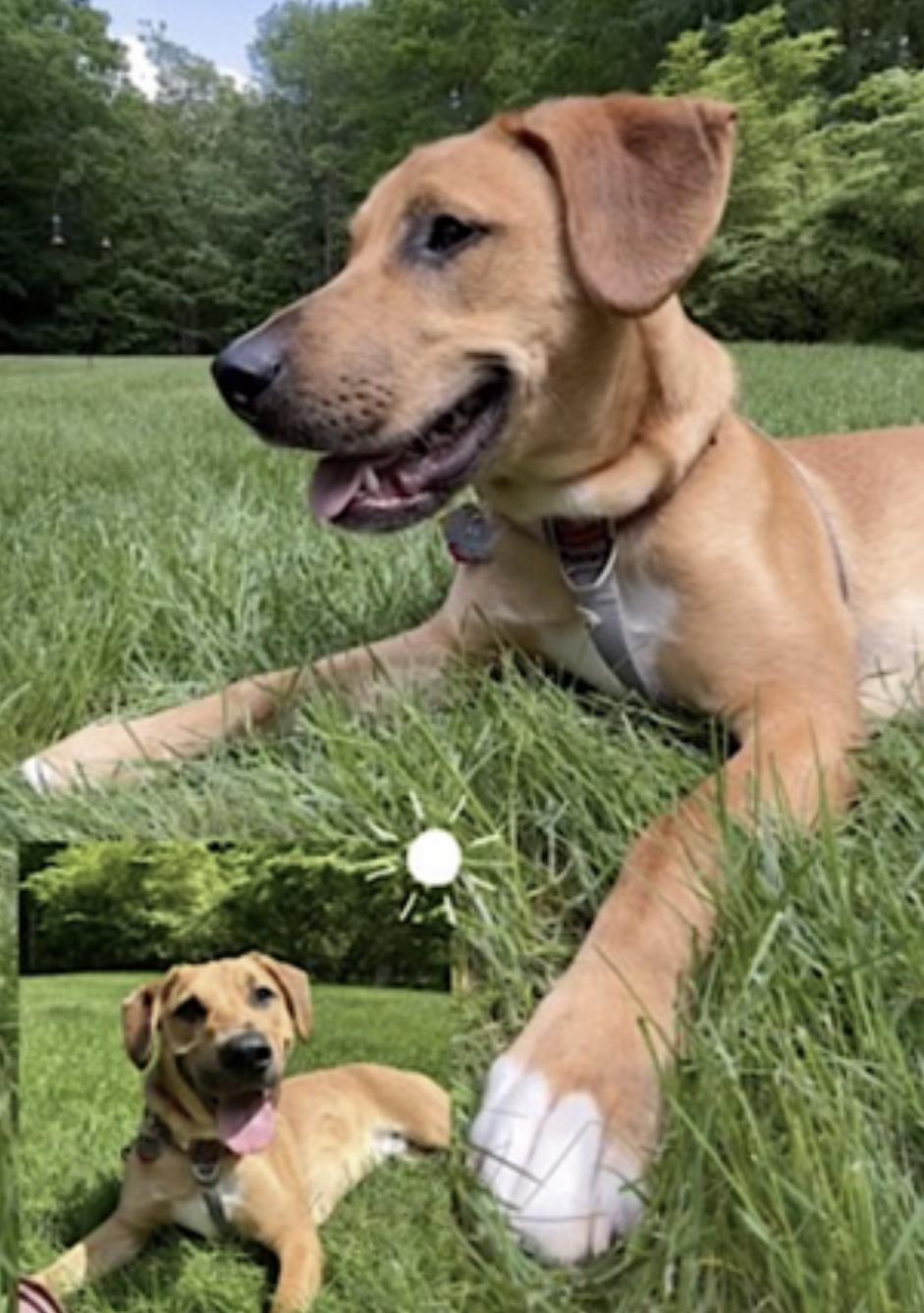 Murphy — thumbnail 4