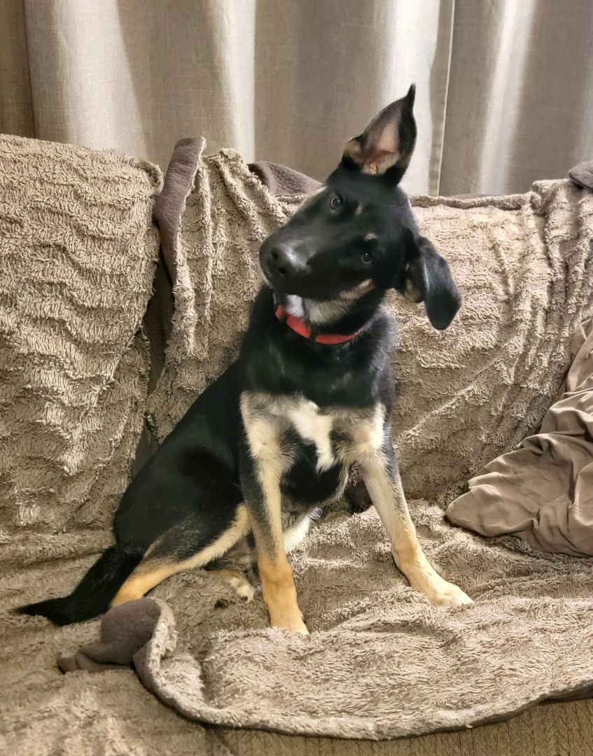 Niels, Adoptable, Young Male German Shepherd Dog.