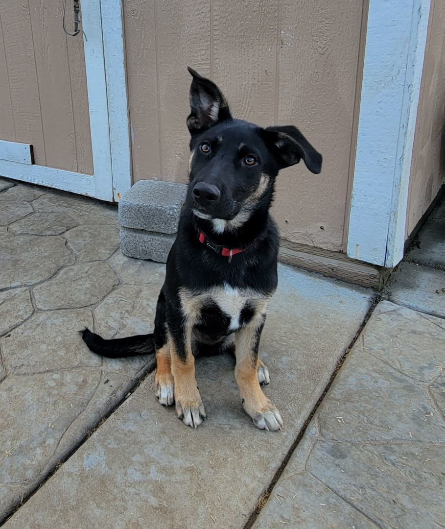 Enlarge Niels, a Adoptable mixed breed in Tracy, CA image 4/5