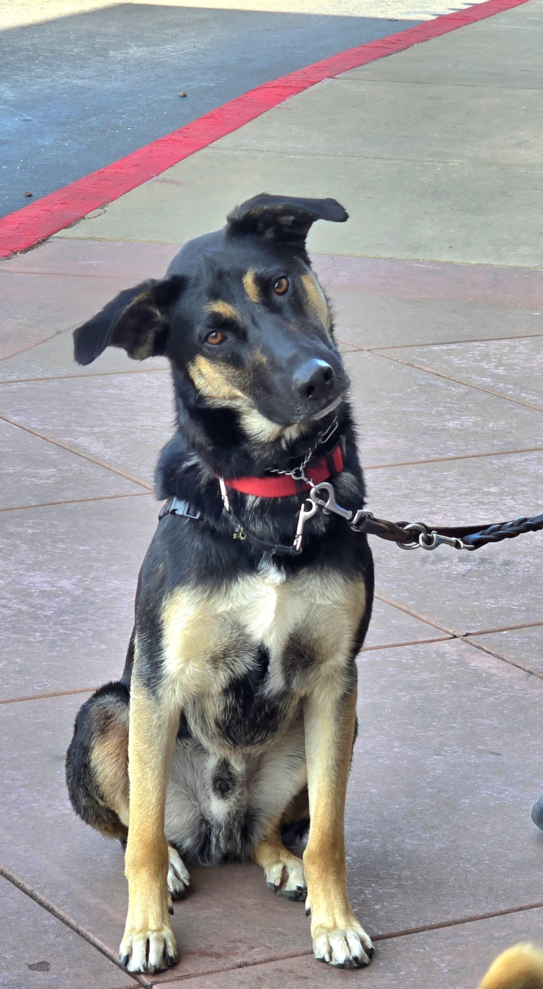 Enlarge Niels, a Adoptable mixed breed in Tracy, CA image 2/5