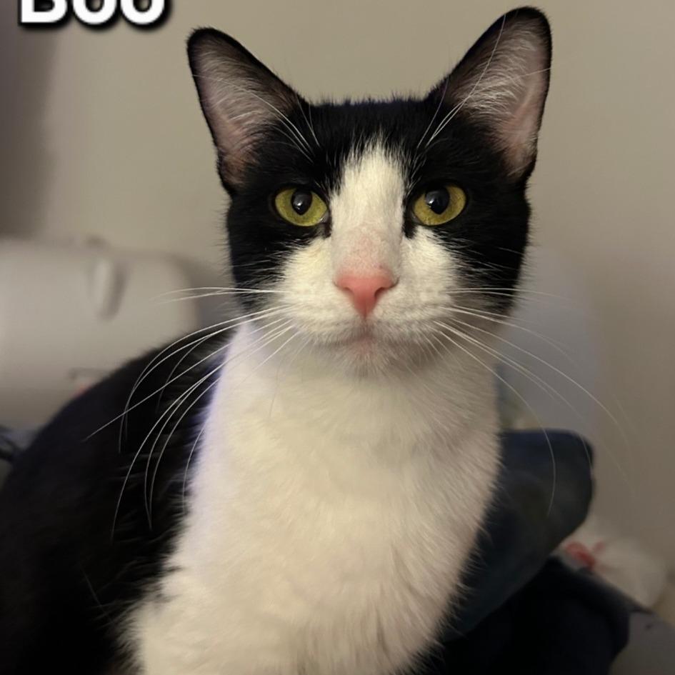 Boo, Adoptable, Adult Female Domestic Short Hair.