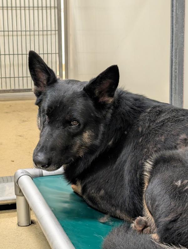Enlarge Rion, a Adoptable mixed breed in Escondido, CA image 2/2