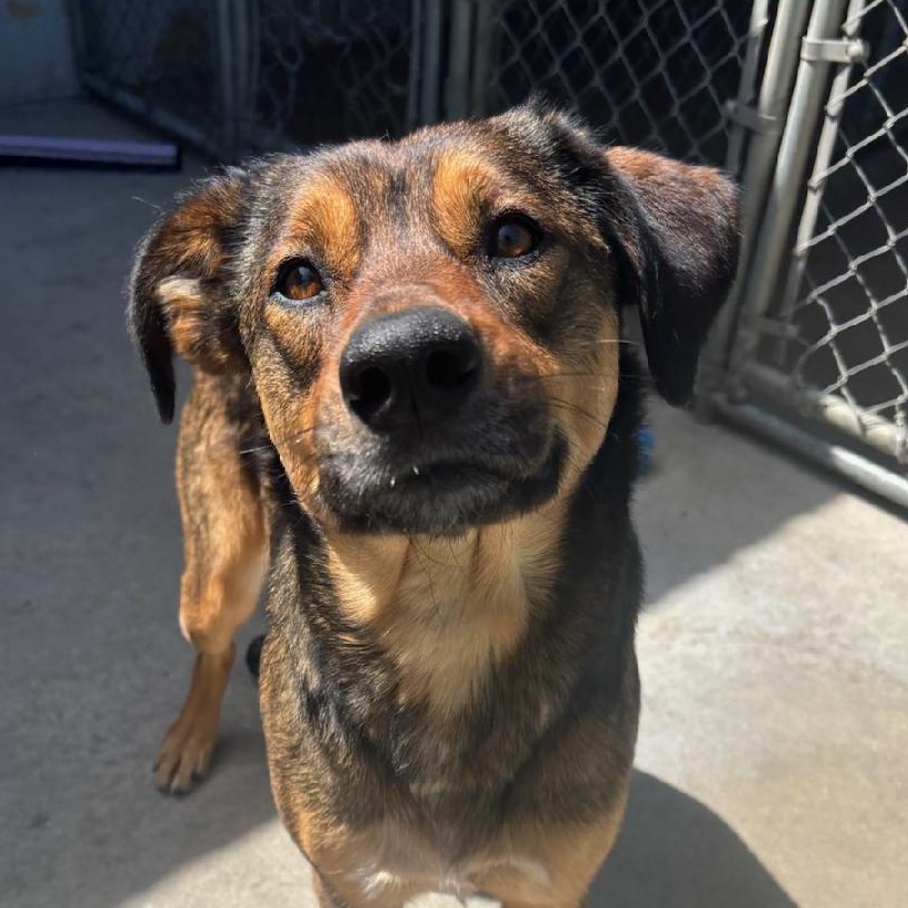 Alani, a ADOPTABLE mixed breed in The Dalles, OR image 4/6