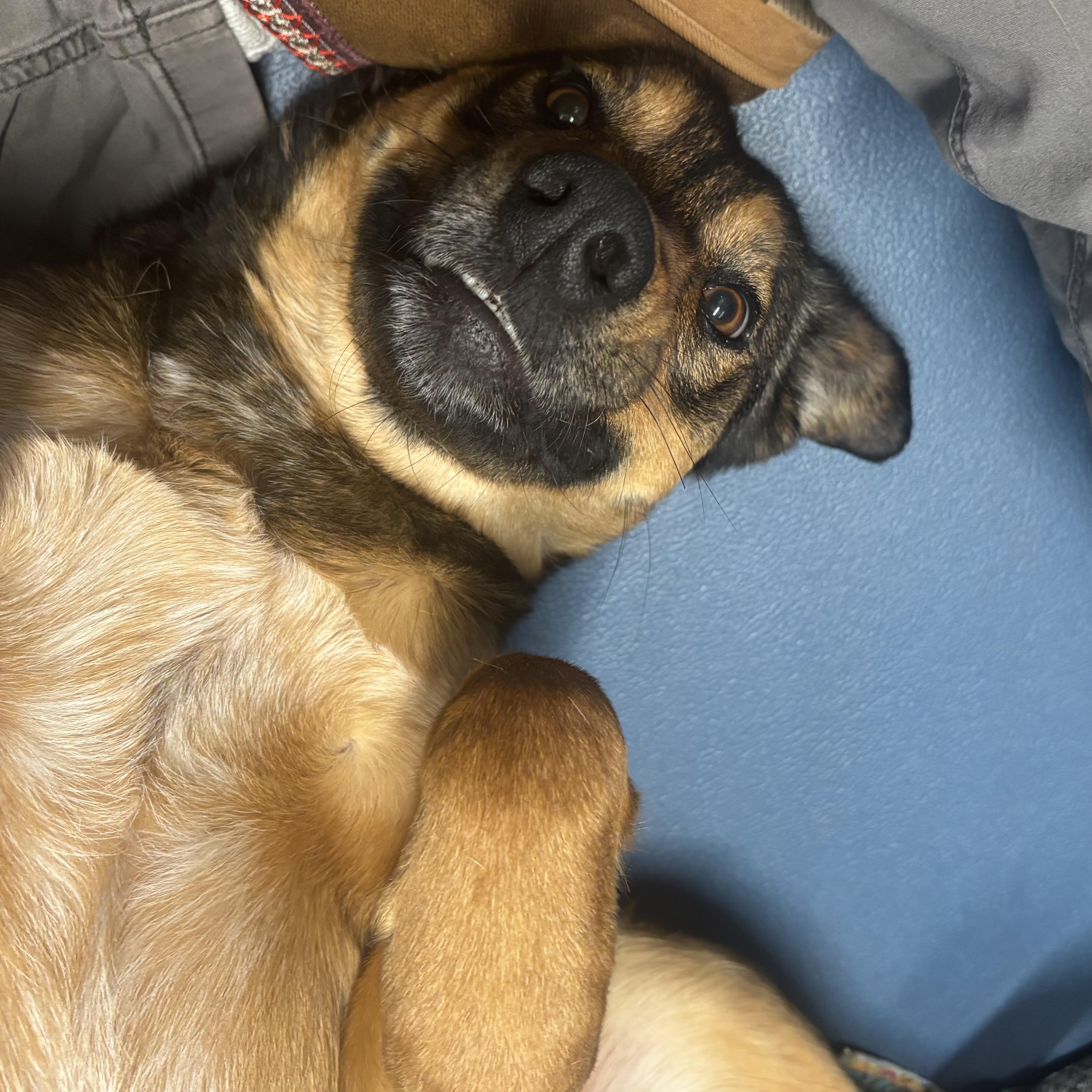 Alani, a ADOPTABLE mixed breed in The Dalles, OR image 6/6