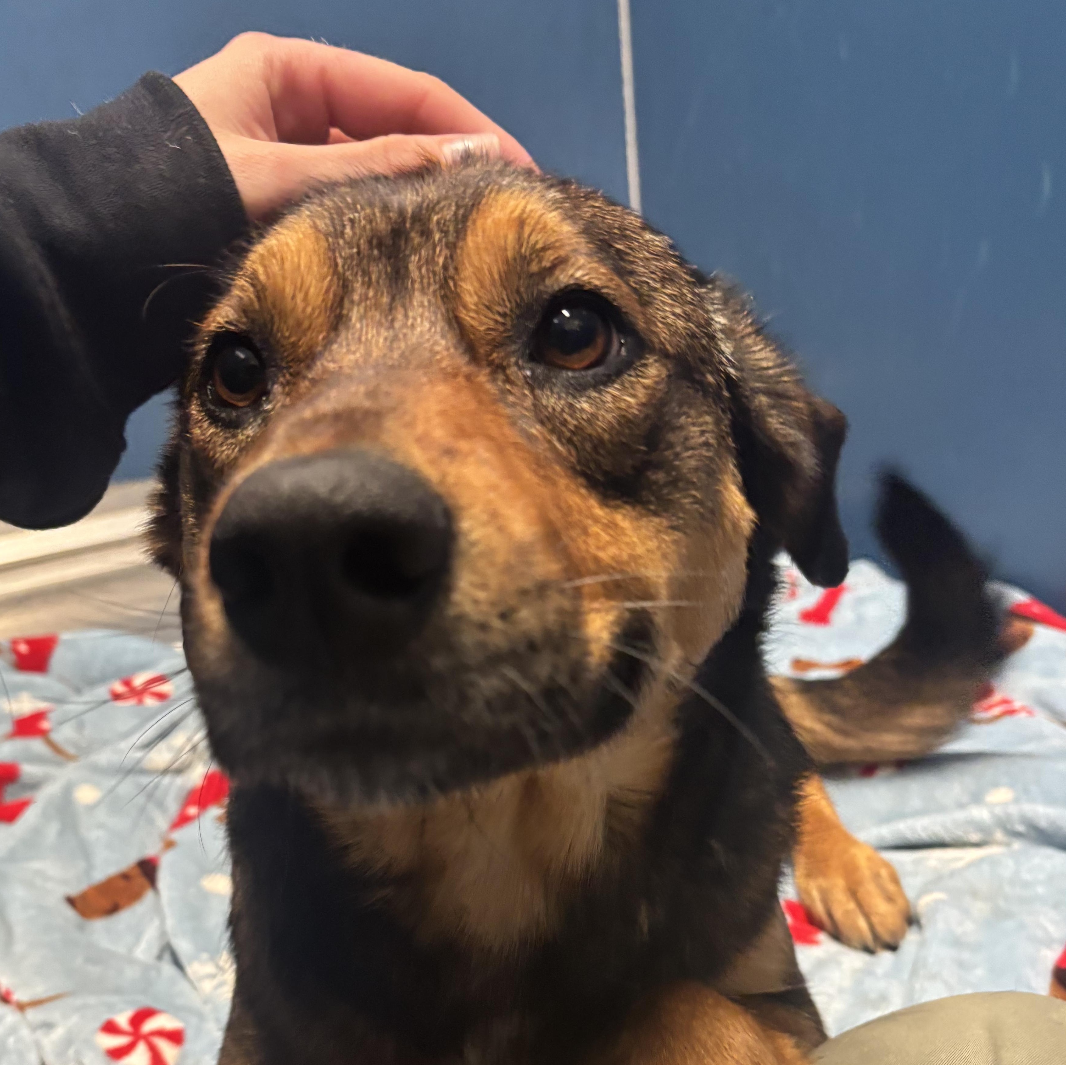 Alani, a ADOPTABLE mixed breed in The Dalles, OR image 5/6