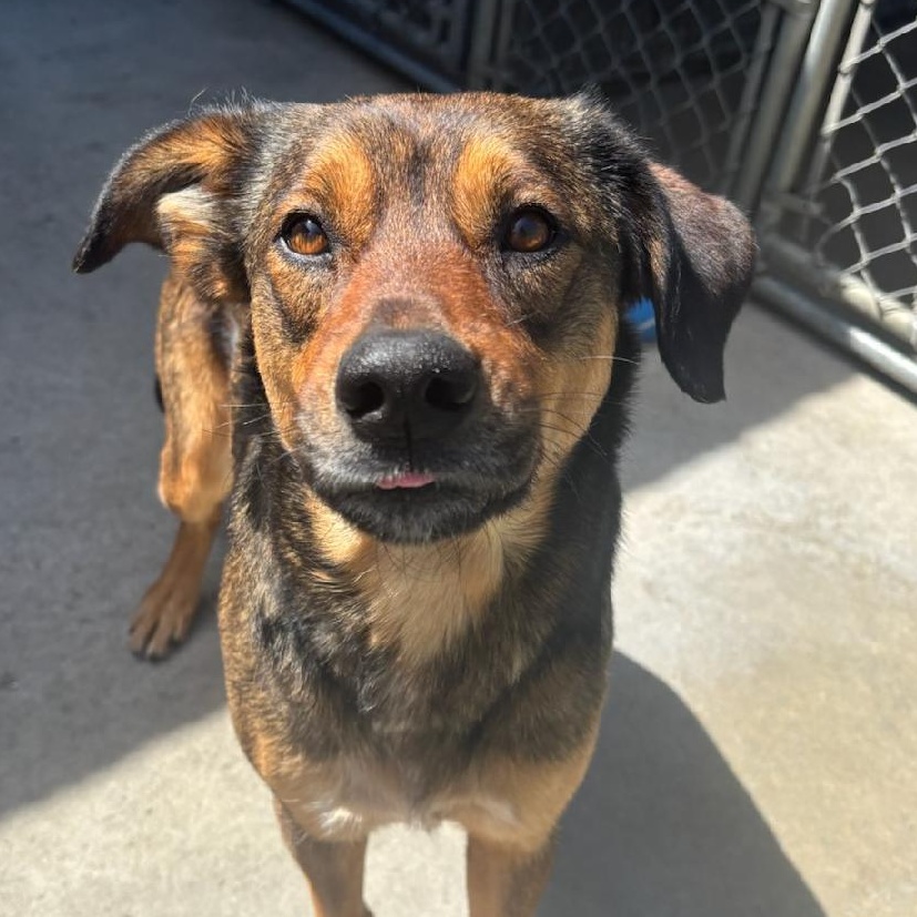 Alani, a ADOPTABLE mixed breed in The Dalles, OR image 2/6