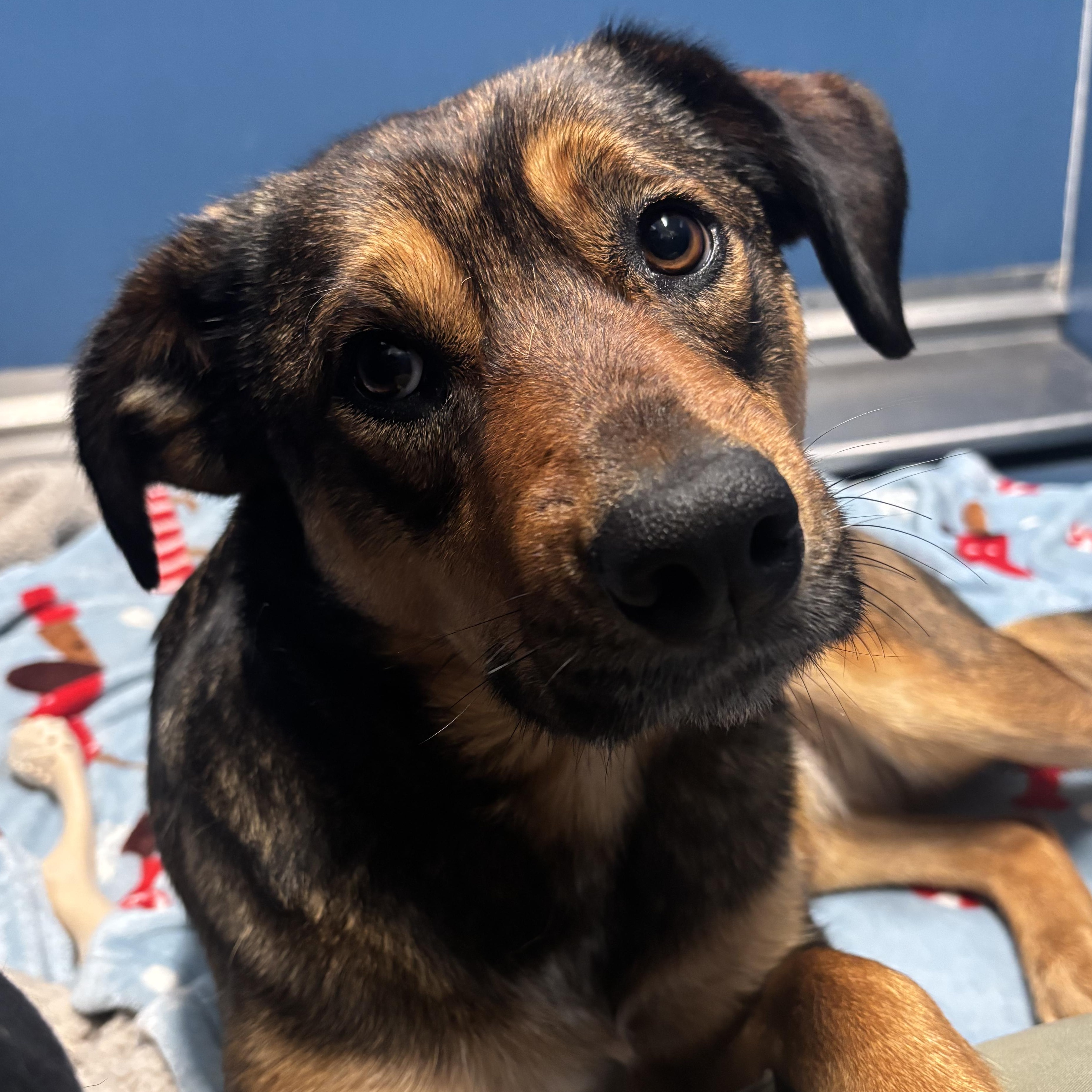 Alani, ADOPTABLE, Adult Female Cattle Dog.