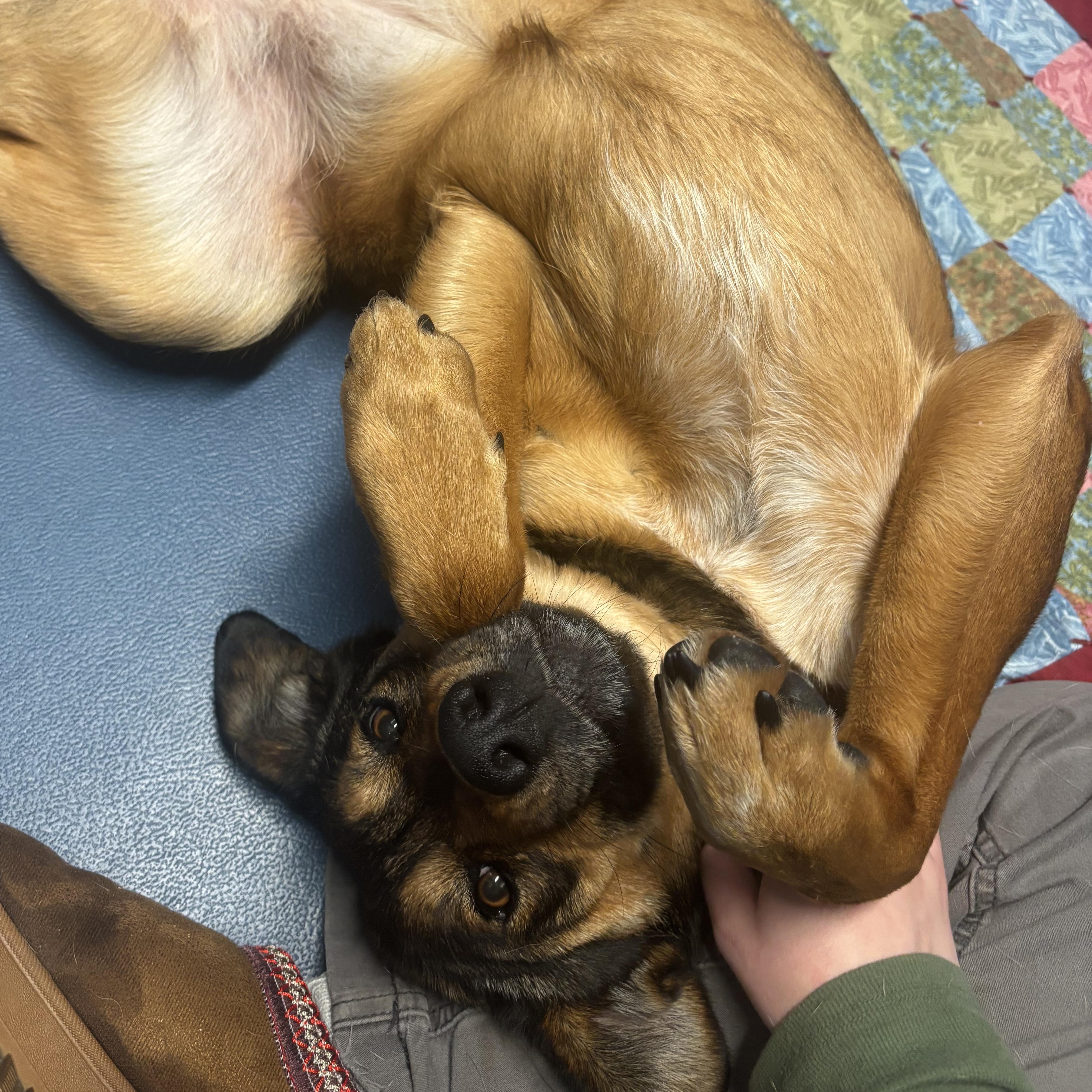 Alani, a ADOPTABLE mixed breed in The Dalles, OR image 3/6