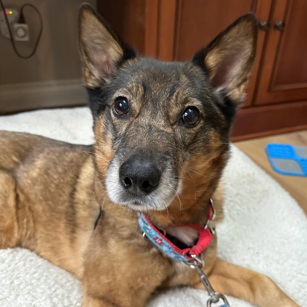 Kaia Bear, Adoptable, Senior Female Australian Cattle Dog / Blue Heeler & Shepherd.