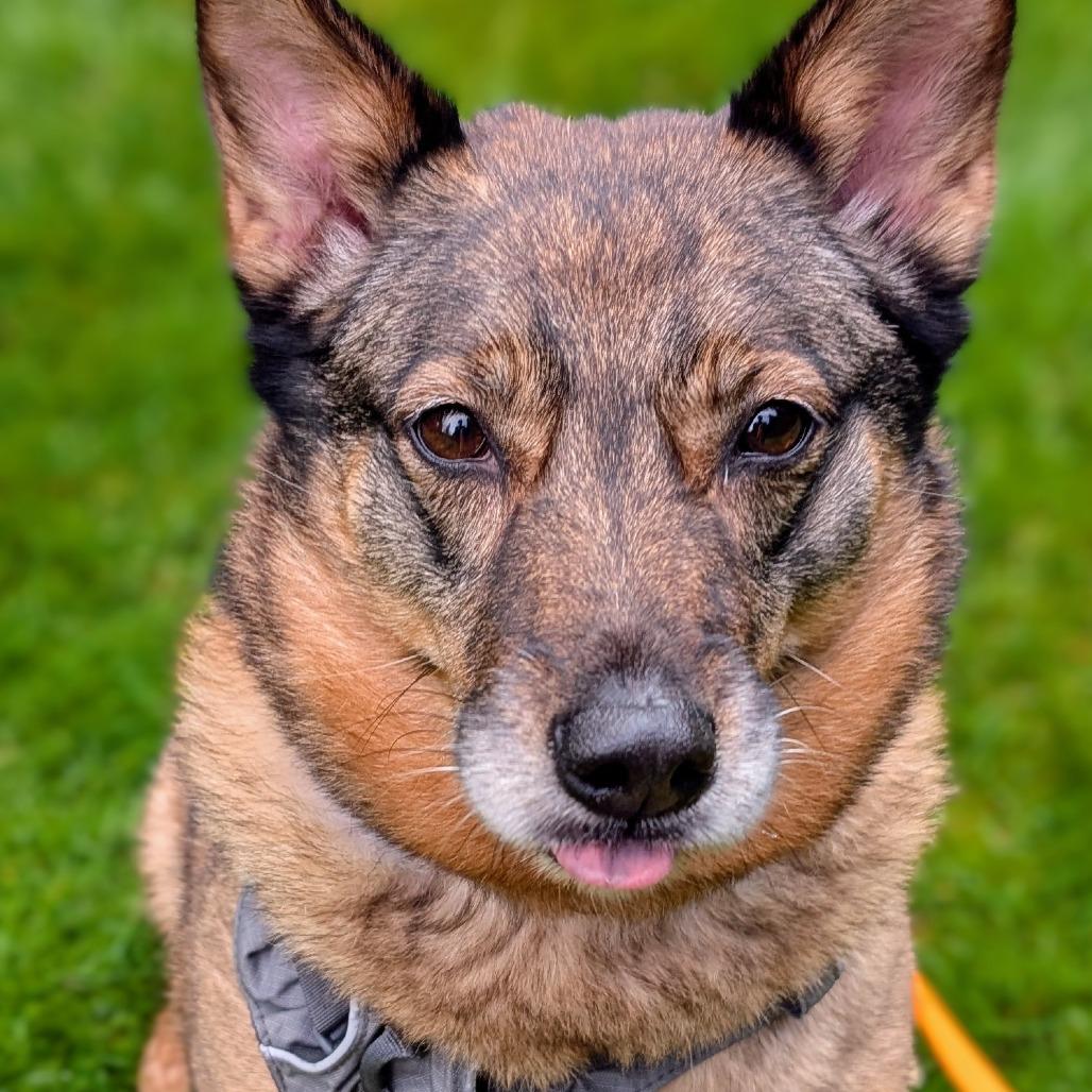 Kaia Bear, Adoptable, Senior Female Australian Cattle Dog / Blue Heeler & Shepherd.