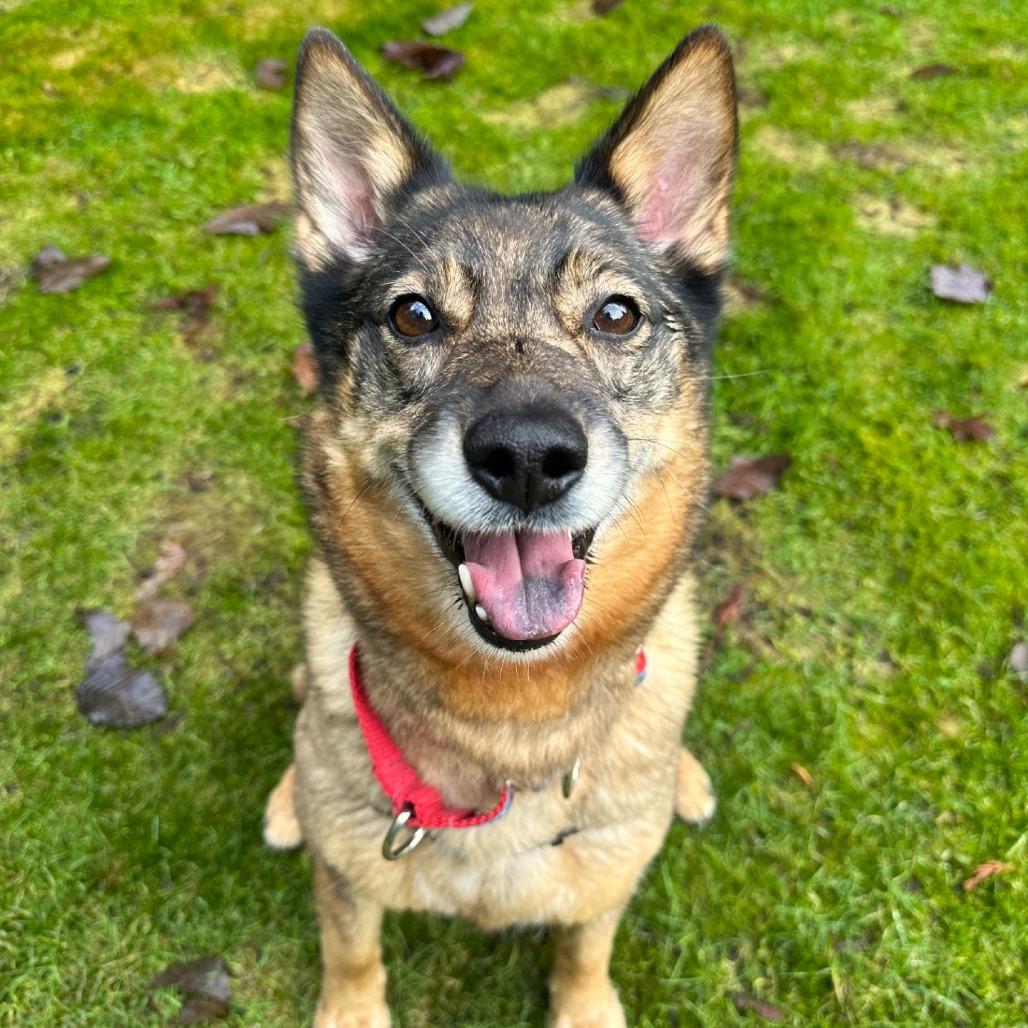 Kaia Bear, a Adoptable mixed breed in Woodinville, WA image 2/6