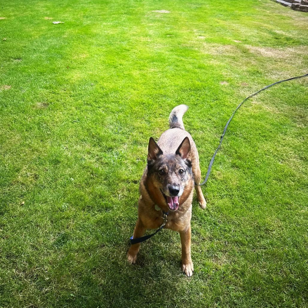 Enlarge Kaia Bear, a Adoptable mixed breed in Woodinville, WA image 2/6