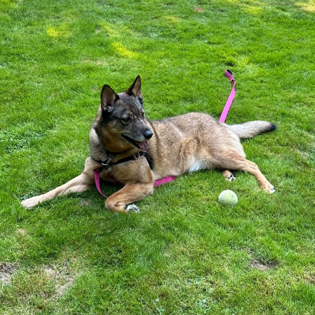 Enlarge Kaia Bear, a Adoptable mixed breed in Woodinville, WA image 3/6