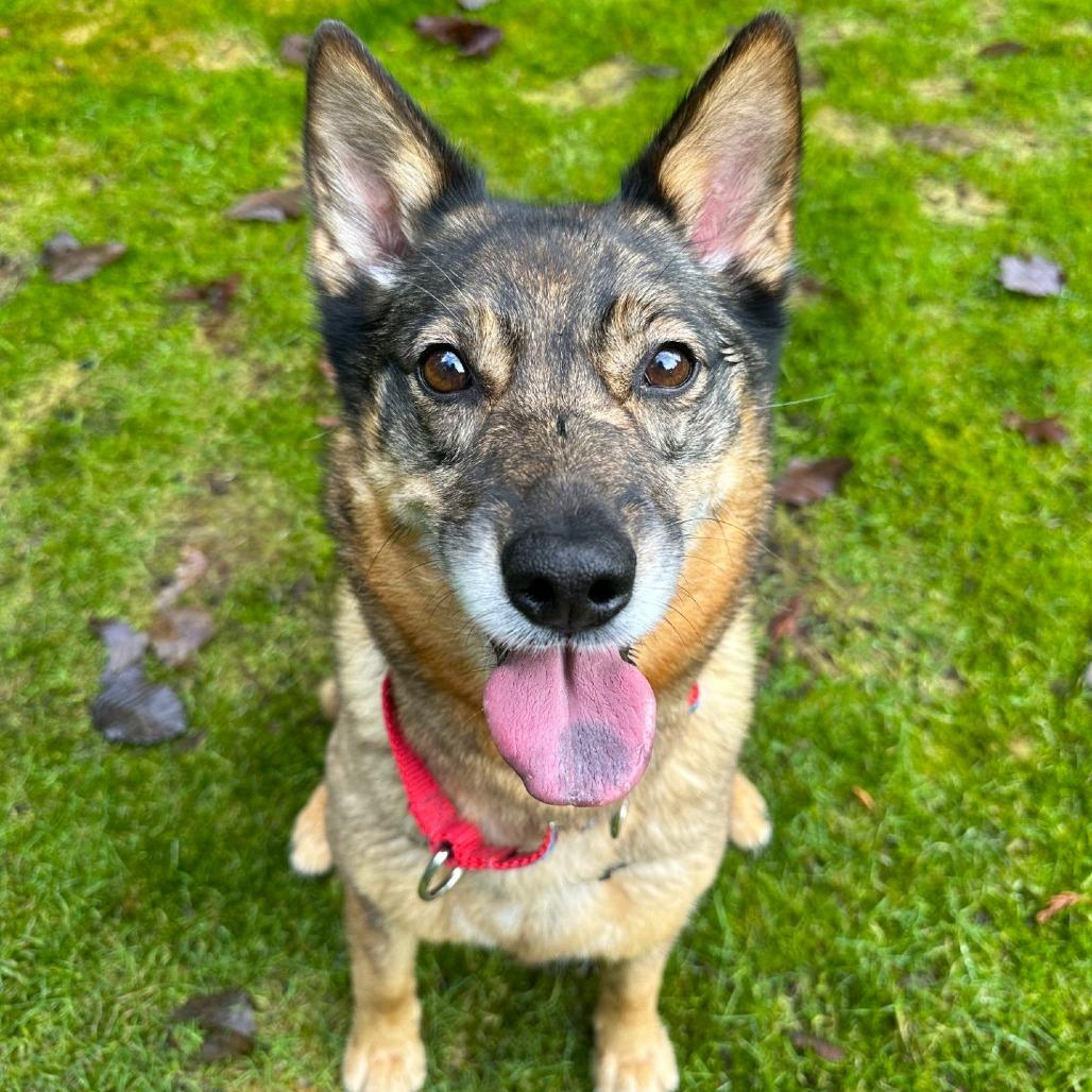 Kaia Bear, a Adoptable mixed breed in Woodinville, WA image 5/6