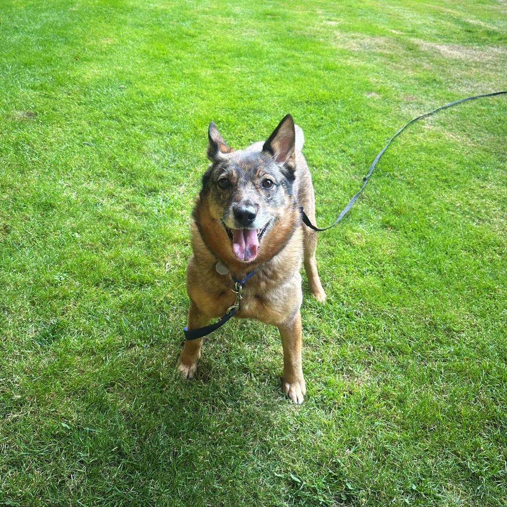 Enlarge Kaia Bear, a Adoptable mixed breed in Woodinville, WA image 4/6