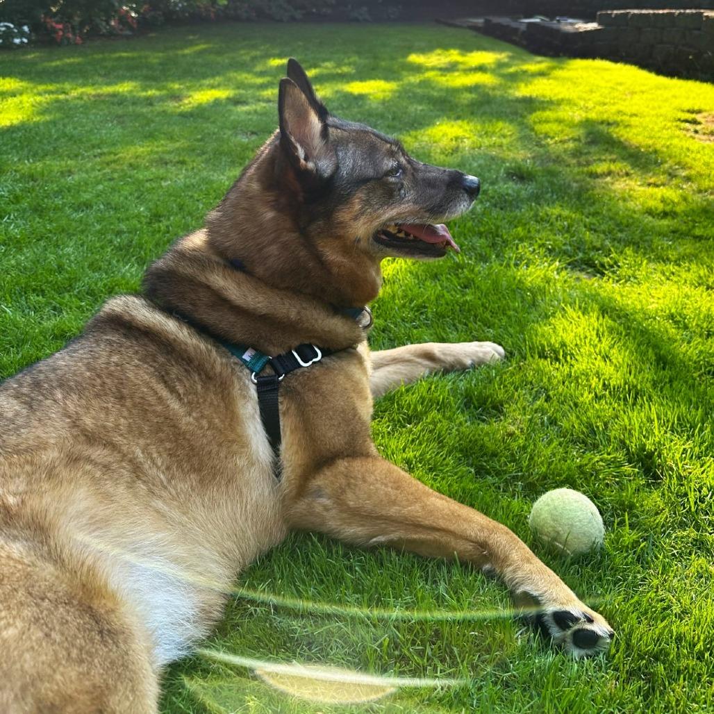 Enlarge Kaia Bear, a Adoptable mixed breed in Woodinville, WA image 5/6