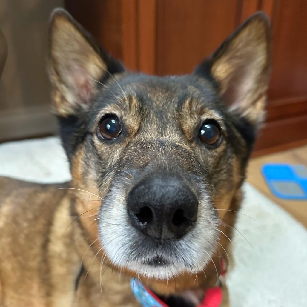 Enlarge Kaia Bear, a Adoptable mixed breed in Woodinville, WA image 6/6