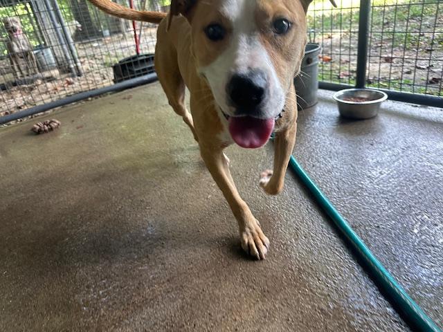 Hopper, Adoptable, Adult Male Pit Bull Terrier & Boxer.