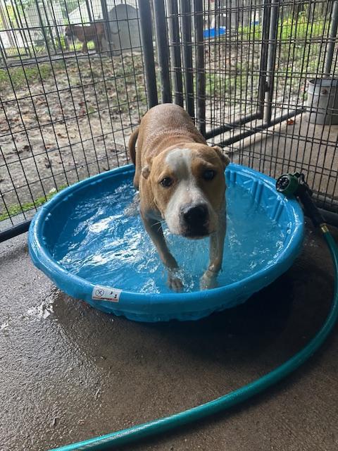 Hopper, a Adoptable mixed breed in Indian Mound, TN image 2/6