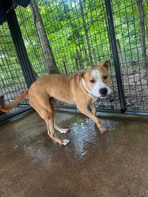 Hopper, adopted, Adult Male Pit Bull Terrier & Boxer.