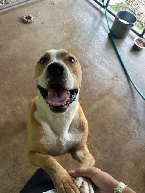 Hopper, a Adoptable mixed breed in Indian Mound, TN image 4/6