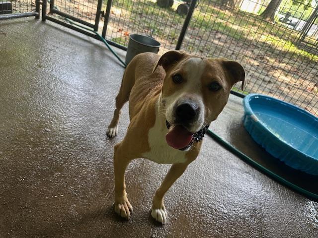 Hopper, a Adoptable mixed breed in Indian Mound, TN image 5/6