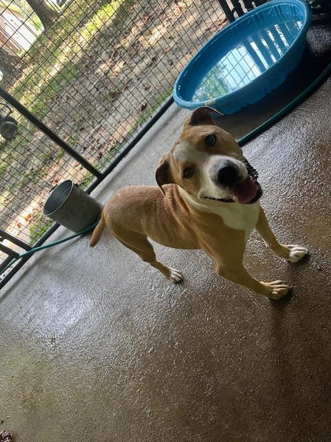 Hopper, a Adoptable mixed breed in Indian Mound, TN image 6/6