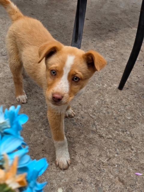 Tot, a Adoptable mixed breed in Riverton, WY image 1/4